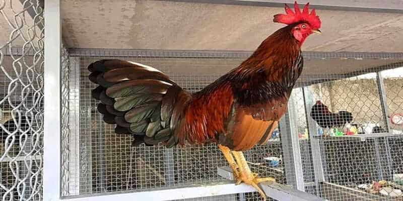 Đá Gà Tre Mỹ - Điểm Đến Giải Trí Lý Tưởng Tại SUNWIN 2 Chiến kê được trang bị cựa tròn làm từ thép hoặc nhựa cứng