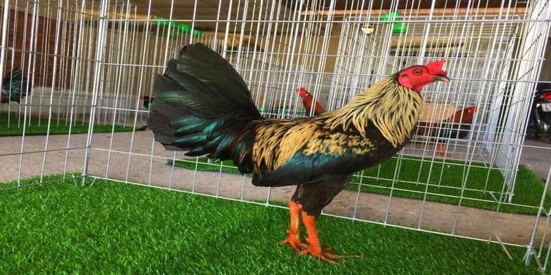 Đá Gà Tre Mỹ - Điểm Đến Giải Trí Lý Tưởng Tại SUNWIN 1 Đá gà tre Mỹ là giống gà được lai tạo giữa gà tre Việt Nam và Mỹ