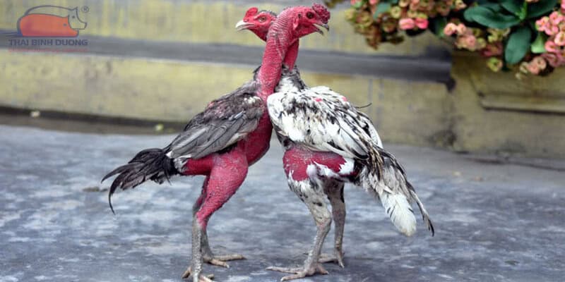 Đá Gà Tre Mỹ - Điểm Đến Giải Trí Lý Tưởng Tại SUNWIN 3 Người chơi cần chọn được chiến kê lý tưởng cho bản thân