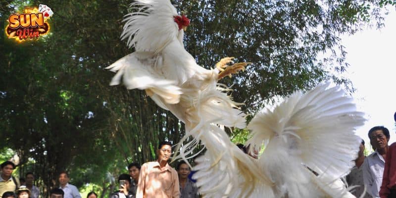 Kinh Nghiệm Chơi Đá Gà Campuchia Siêu Hấp Dẫn Cho Kê Thủ 2 Quy định về thắng thua trong đá gà rất rõ ràng